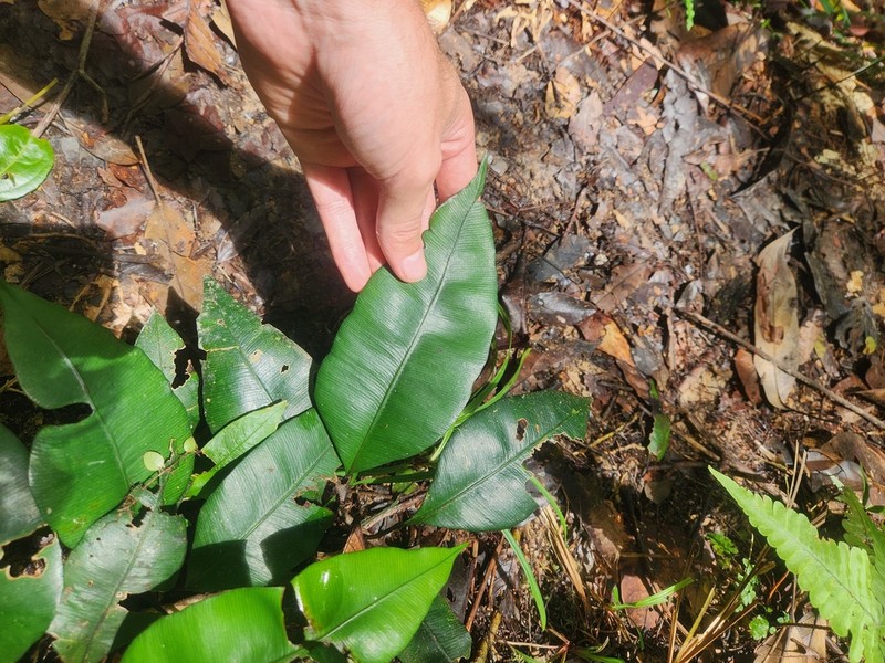Danaea simplicifolia