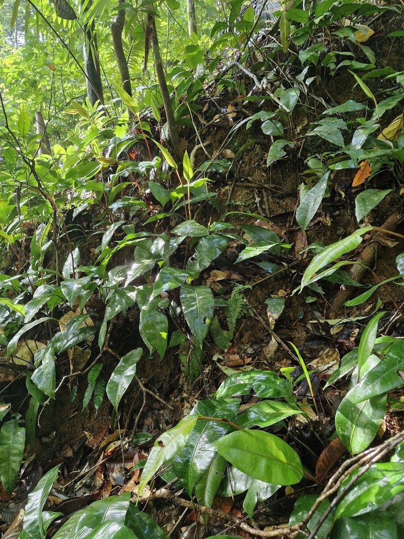 Danaea simplicifolia photo 2