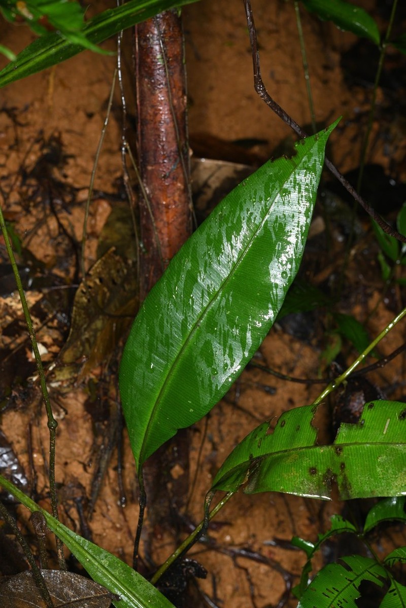 Danaea simplicifolia photo 3