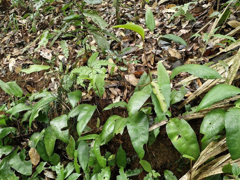 Danaea simplicifolia photo 4