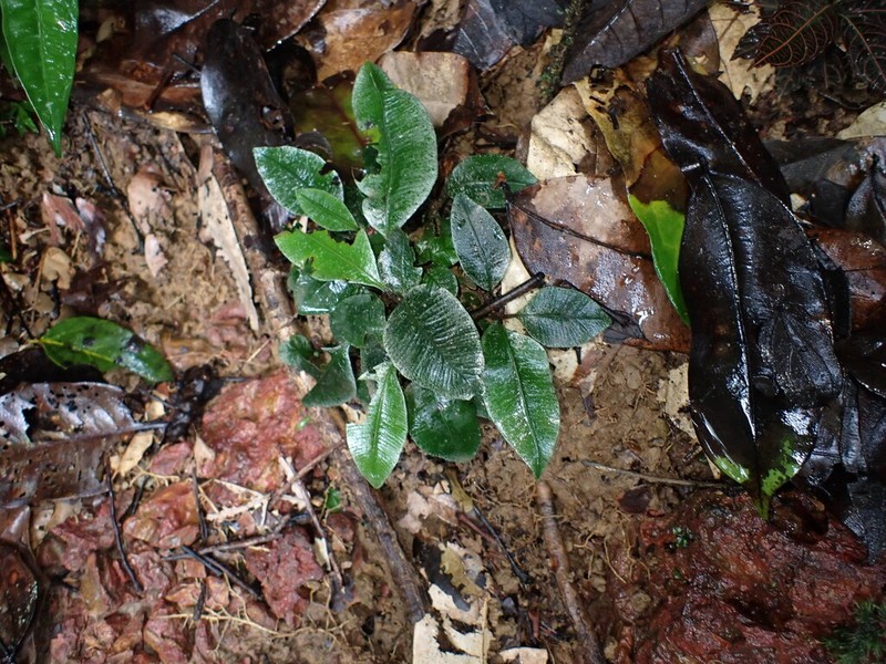 Danaea simplicifolia photo 6