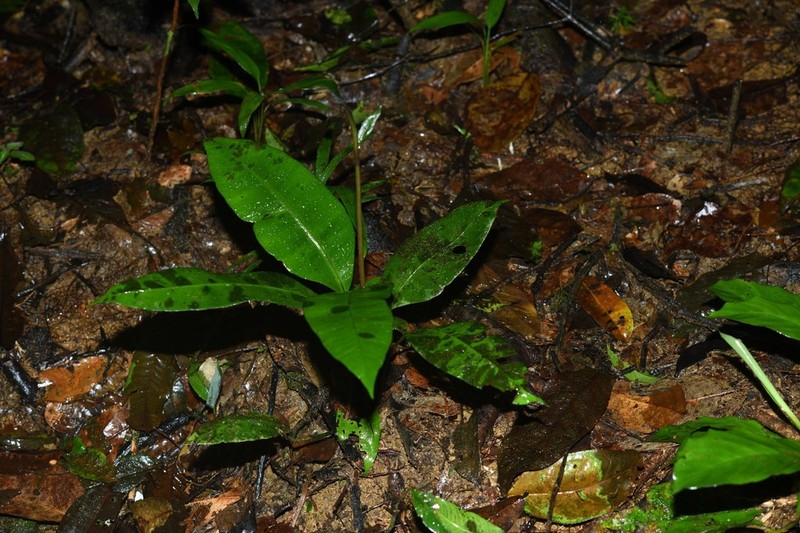 Danaea simplicifolia photo 8