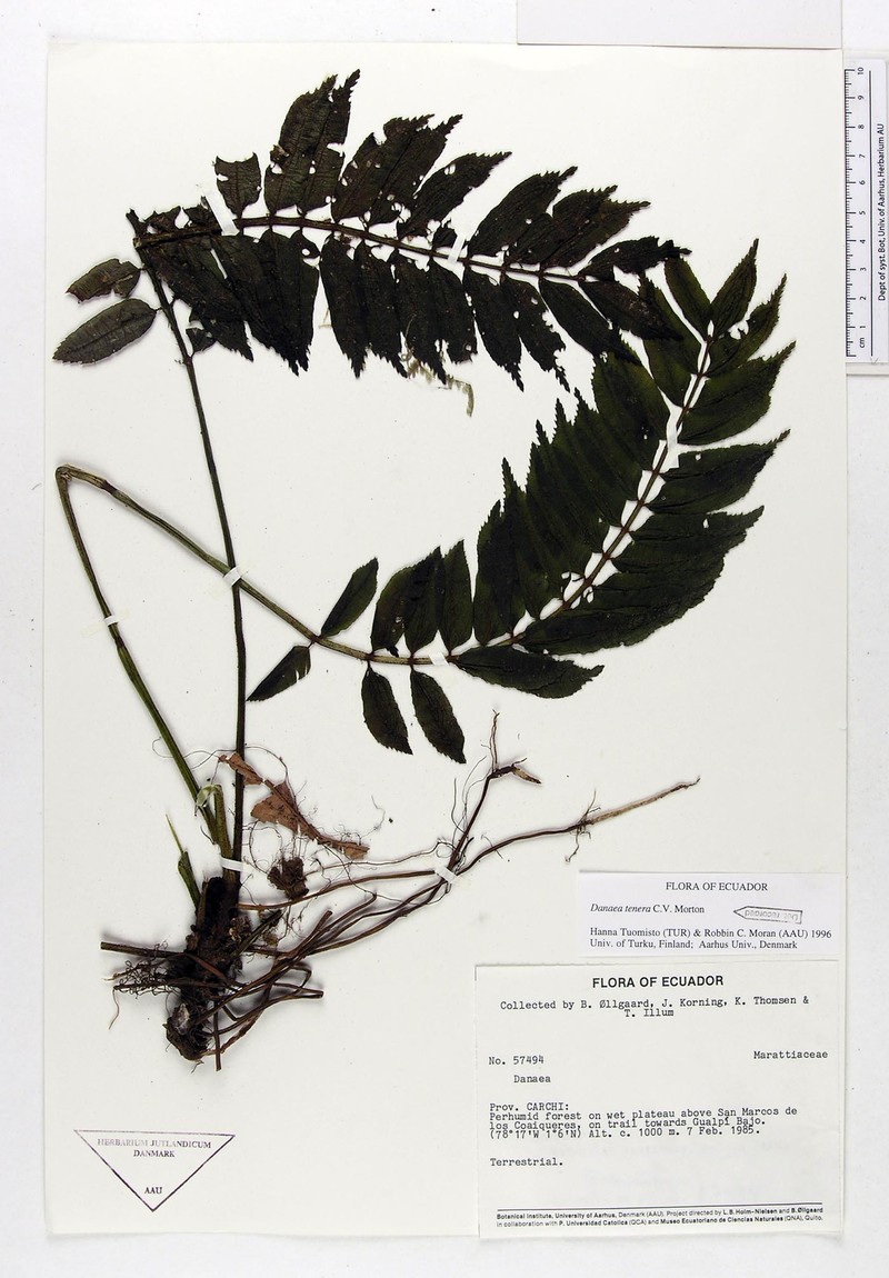 Danaea tenera photo 3