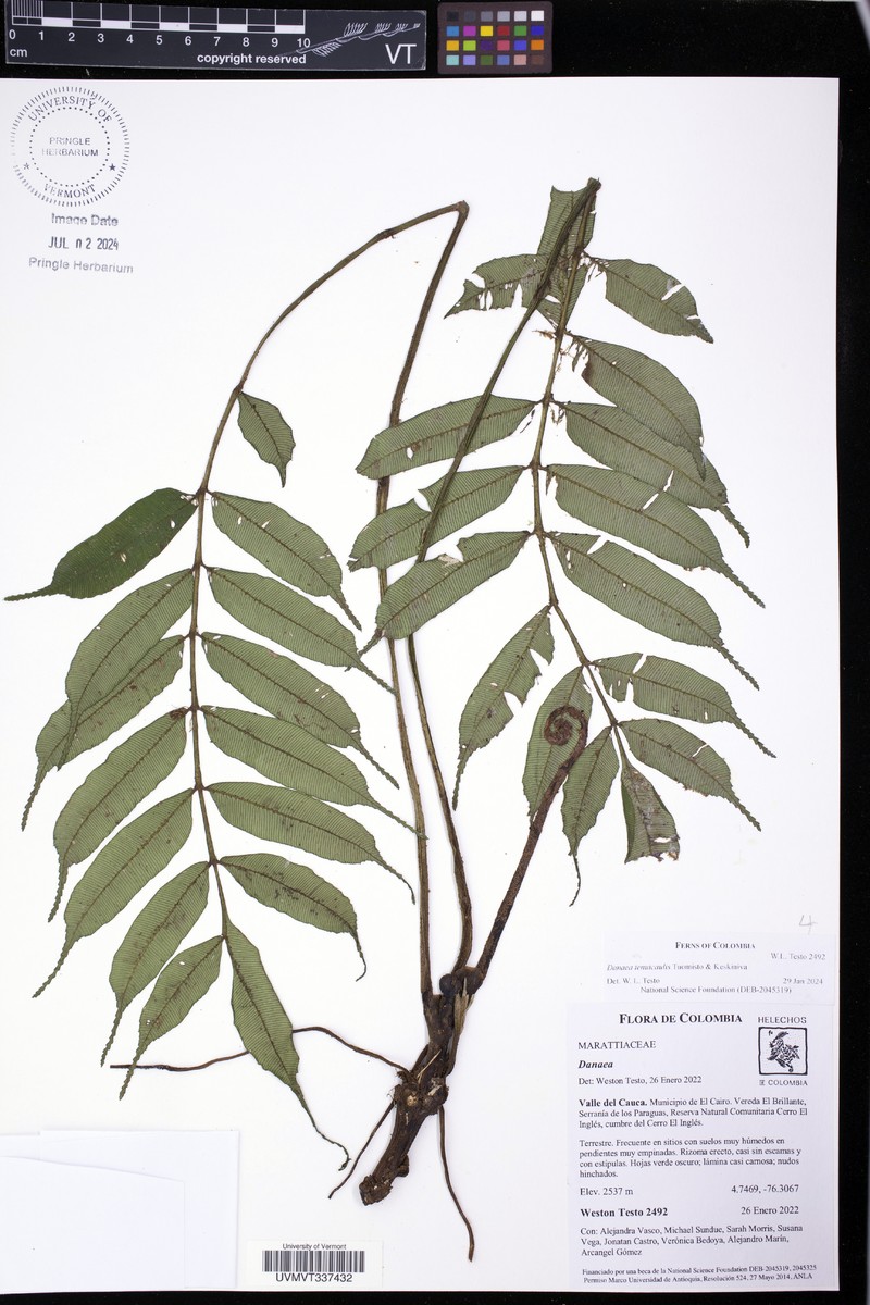 Danaea tenuicaulis