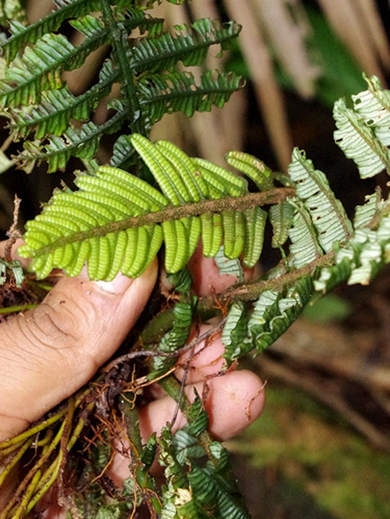 Danaea trichomanoides