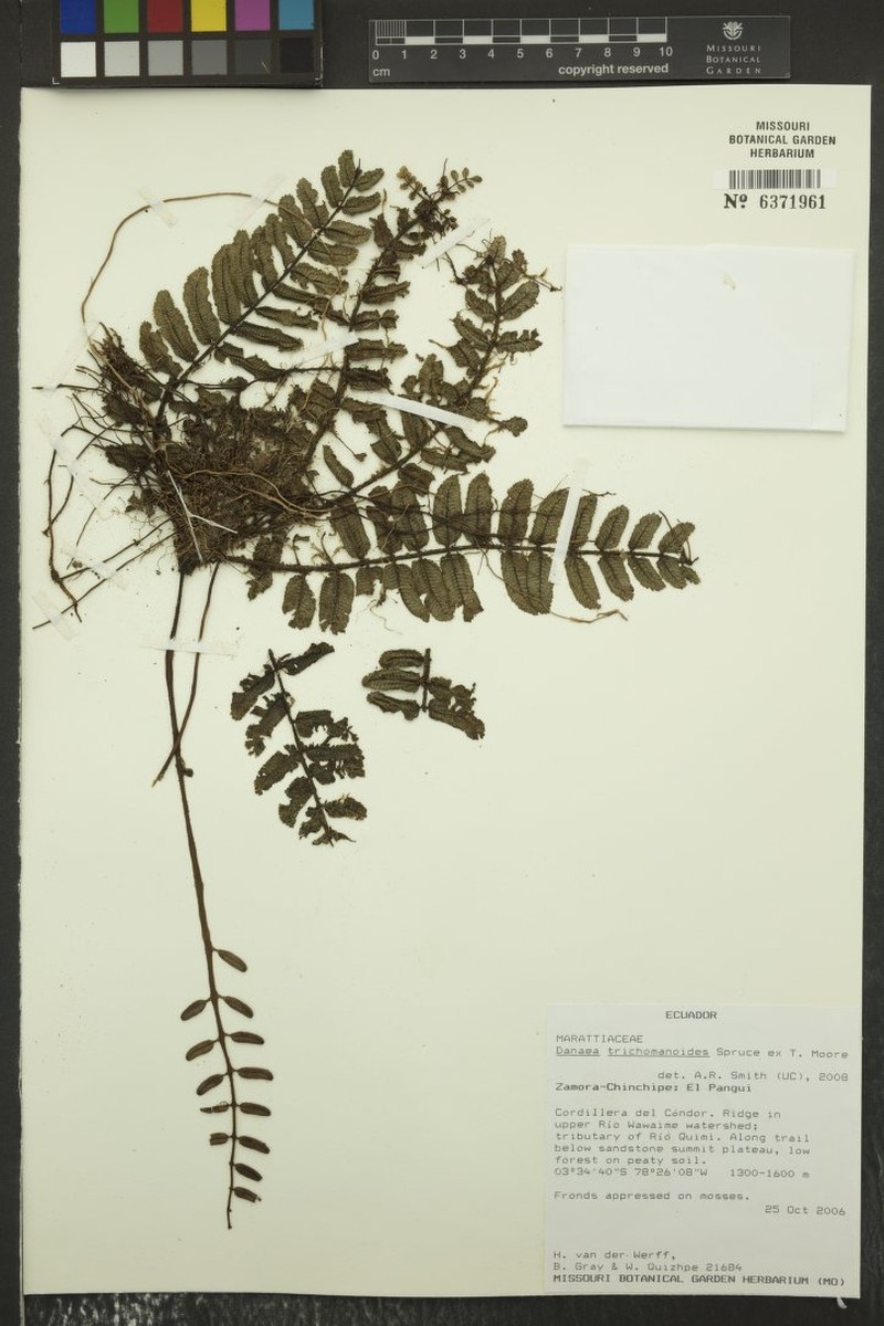 Danaea trichomanoides photo 2