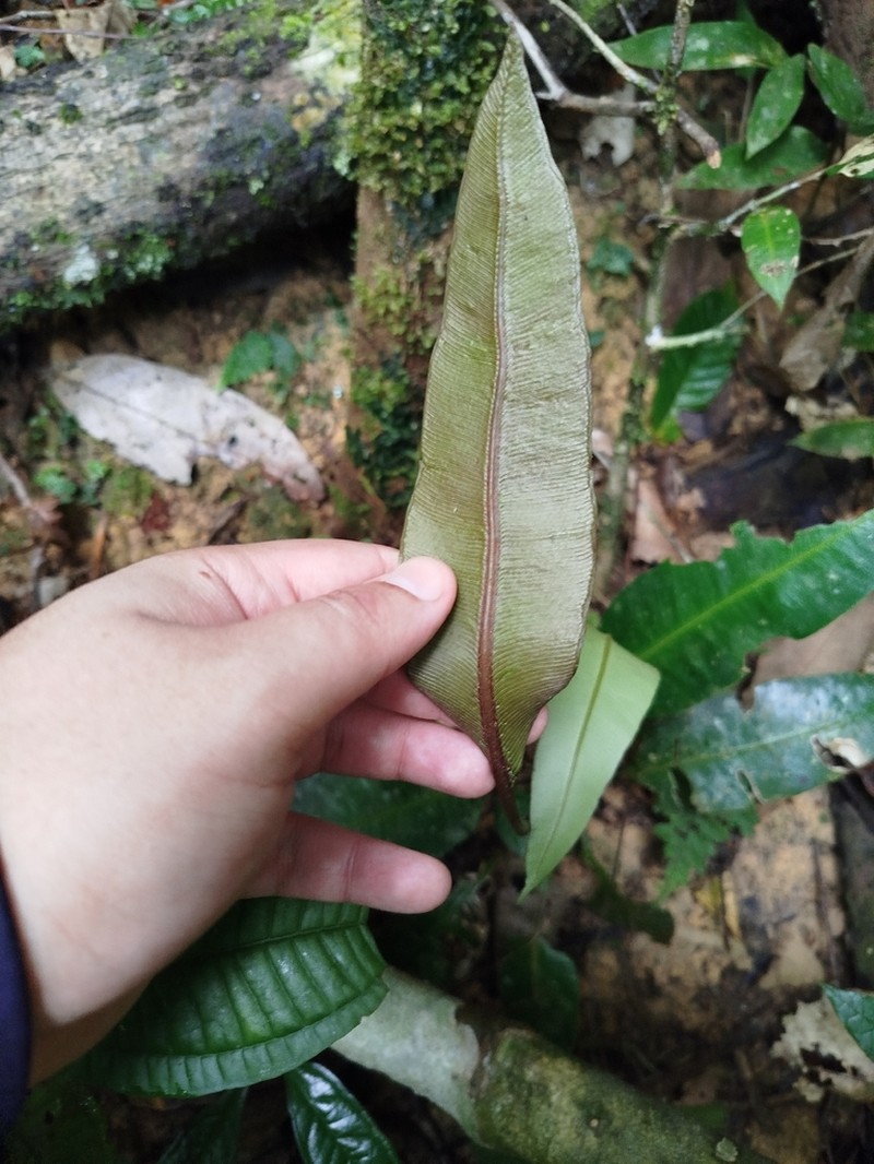 Danaea trifoliata photo 2