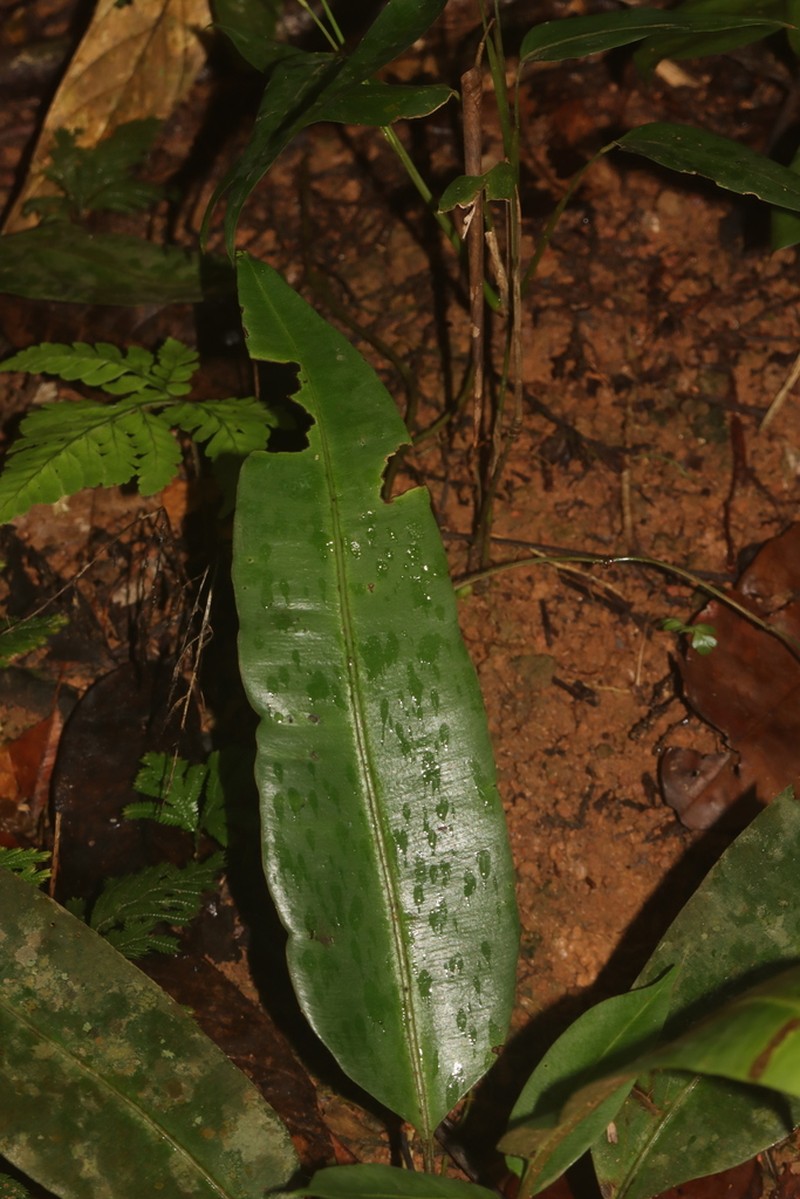Danaea trifoliata photo 3