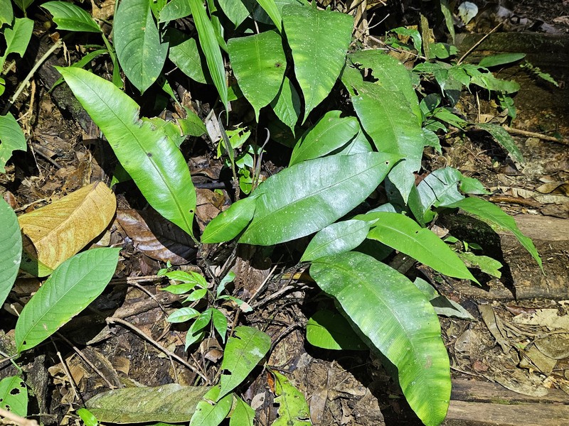 Danaea trifoliata photo 6