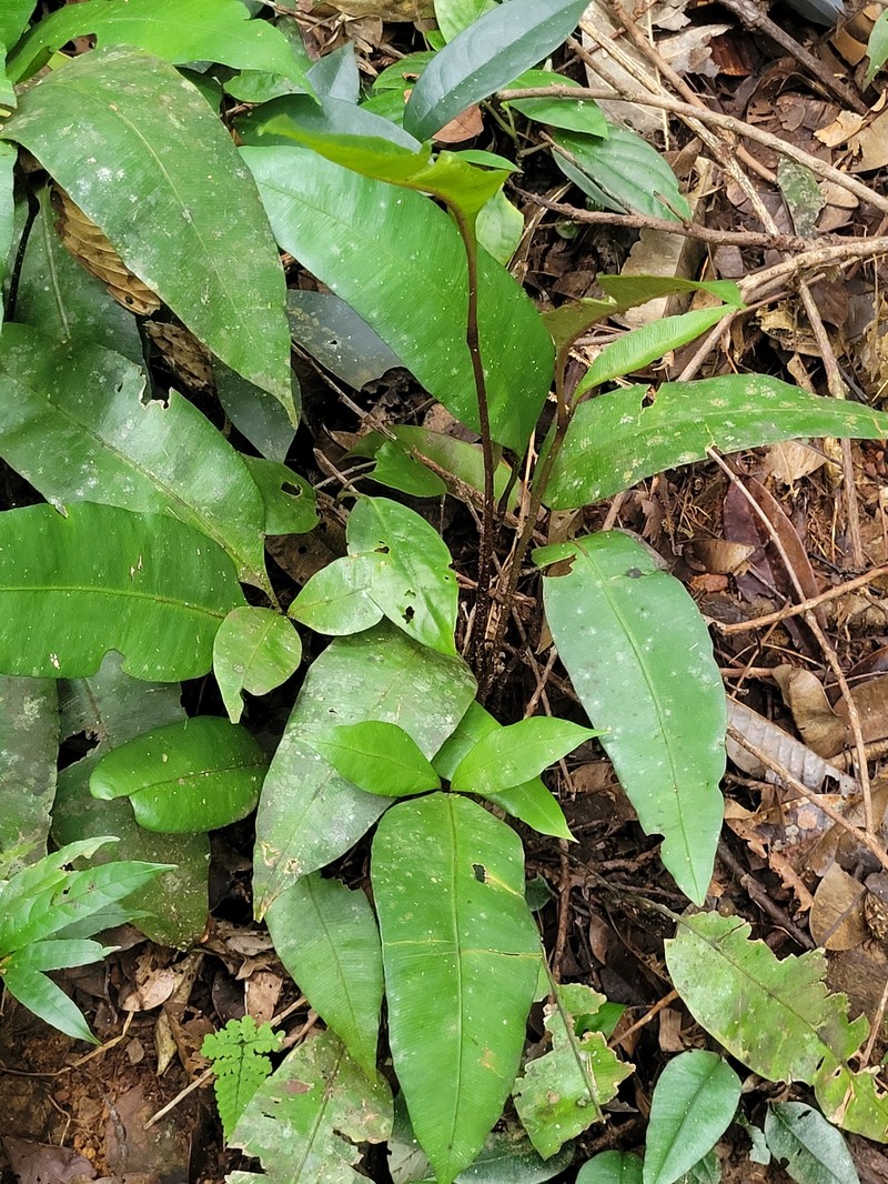 Danaea trifoliata photo 7