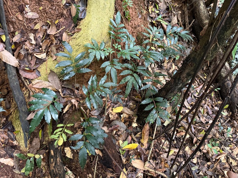 Danaea trinitatensis photo 2