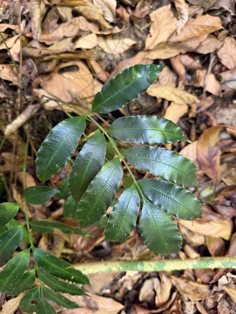 Danaea trinitatensis photo 3