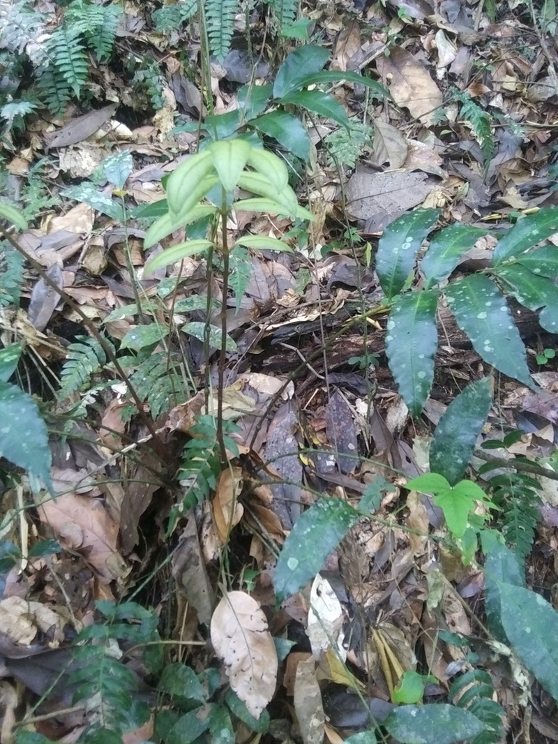 Danaea trinitatensis photo 6
