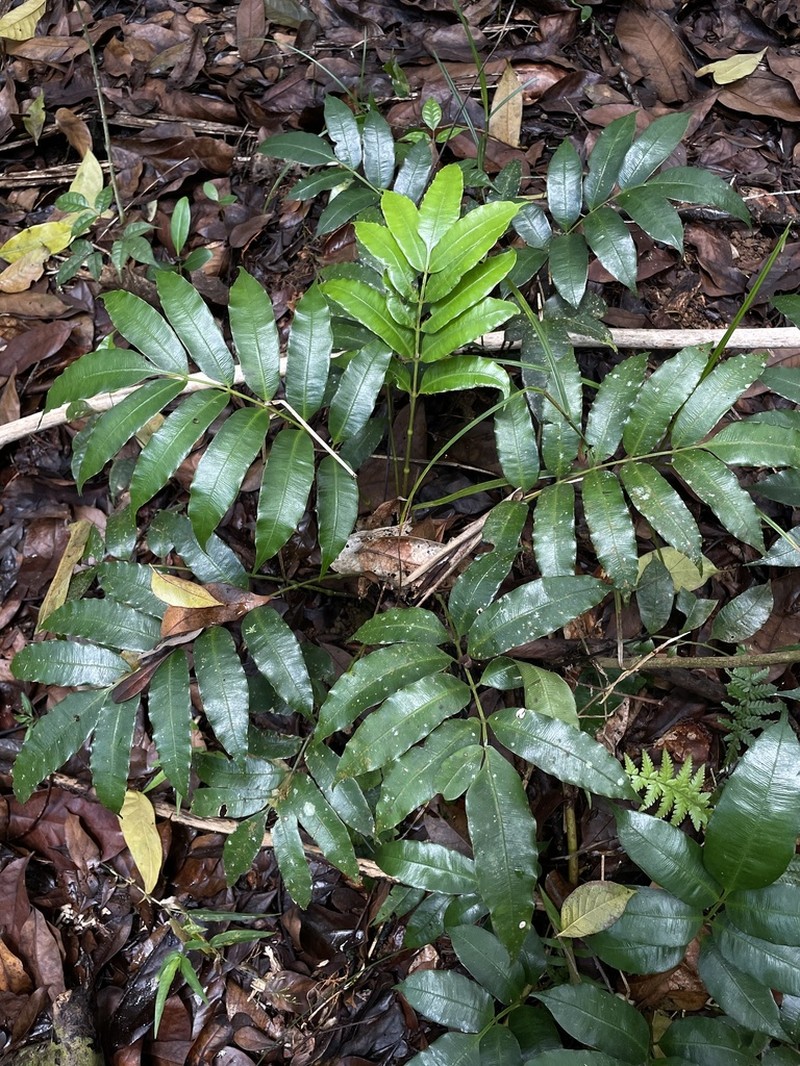 Danaea trinitatensis photo 8