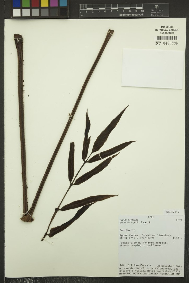 Danaea ulei photo 2