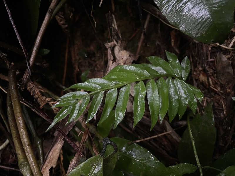 Danaea urbani