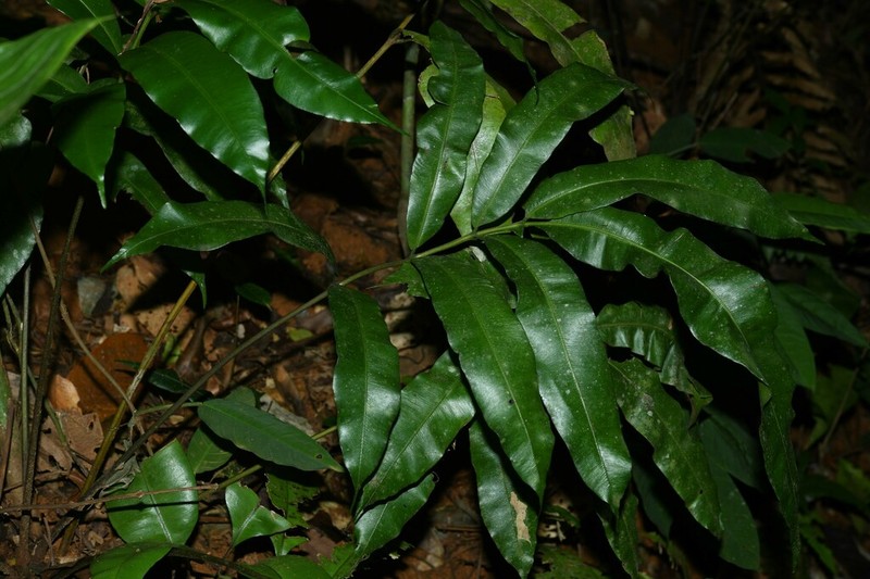 Danaea ushana
