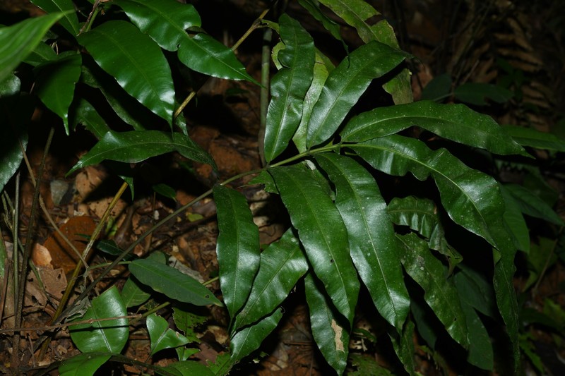 Danaea ushana photo 2