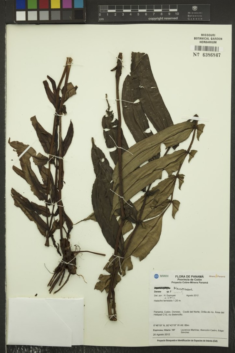 Danaea vanderwerffii