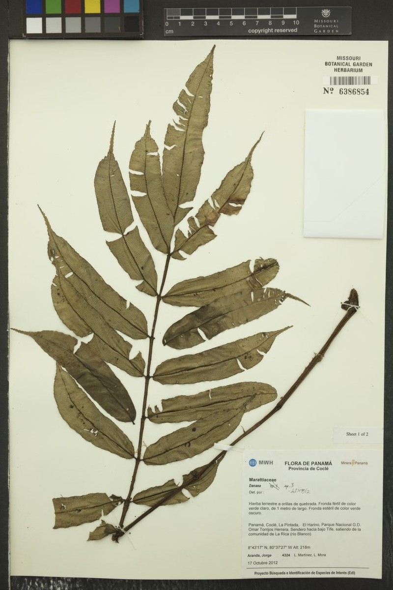 Danaea vanderwerffii photo 3