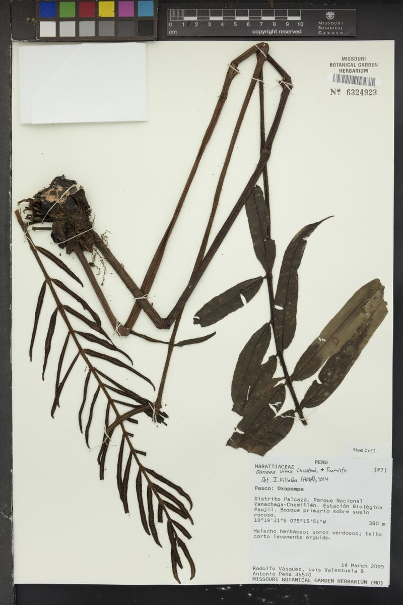 Danaea vivax