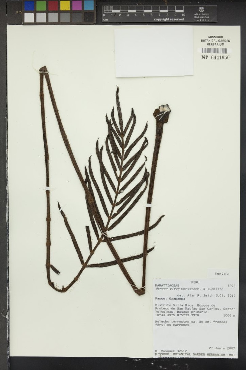 Danaea vivax photo 2