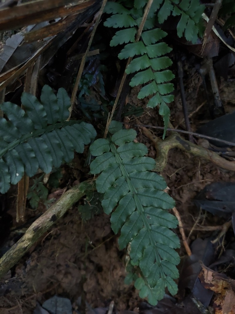 Danaea wendlandii photo 3