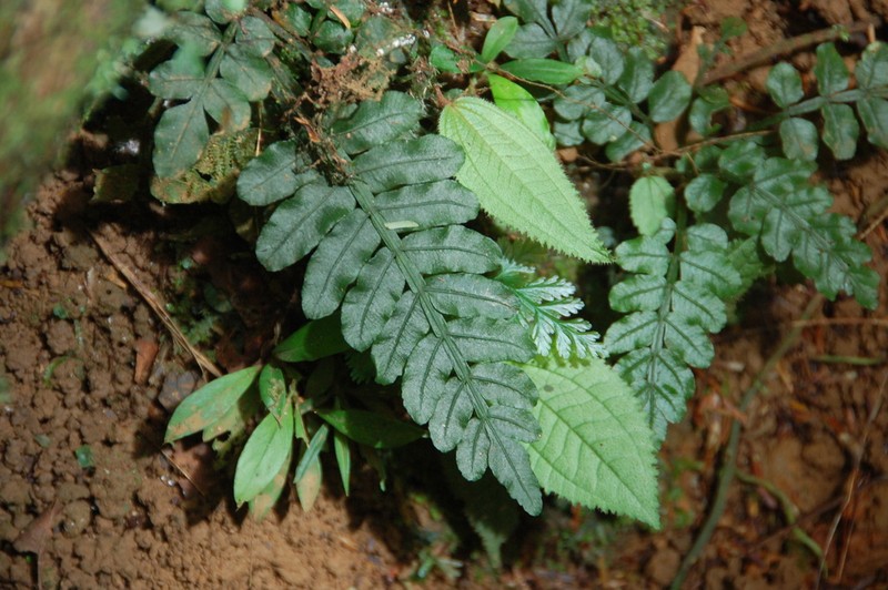 Danaea wendlandii photo 4
