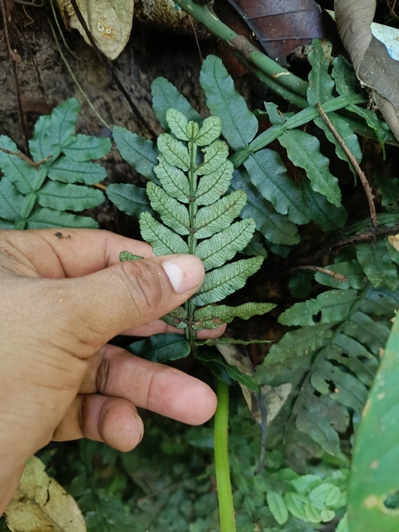 Danaea wendlandii photo 5
