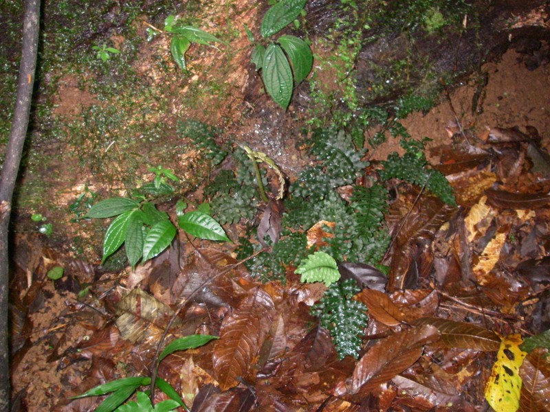 Danaea wendlandii photo 8