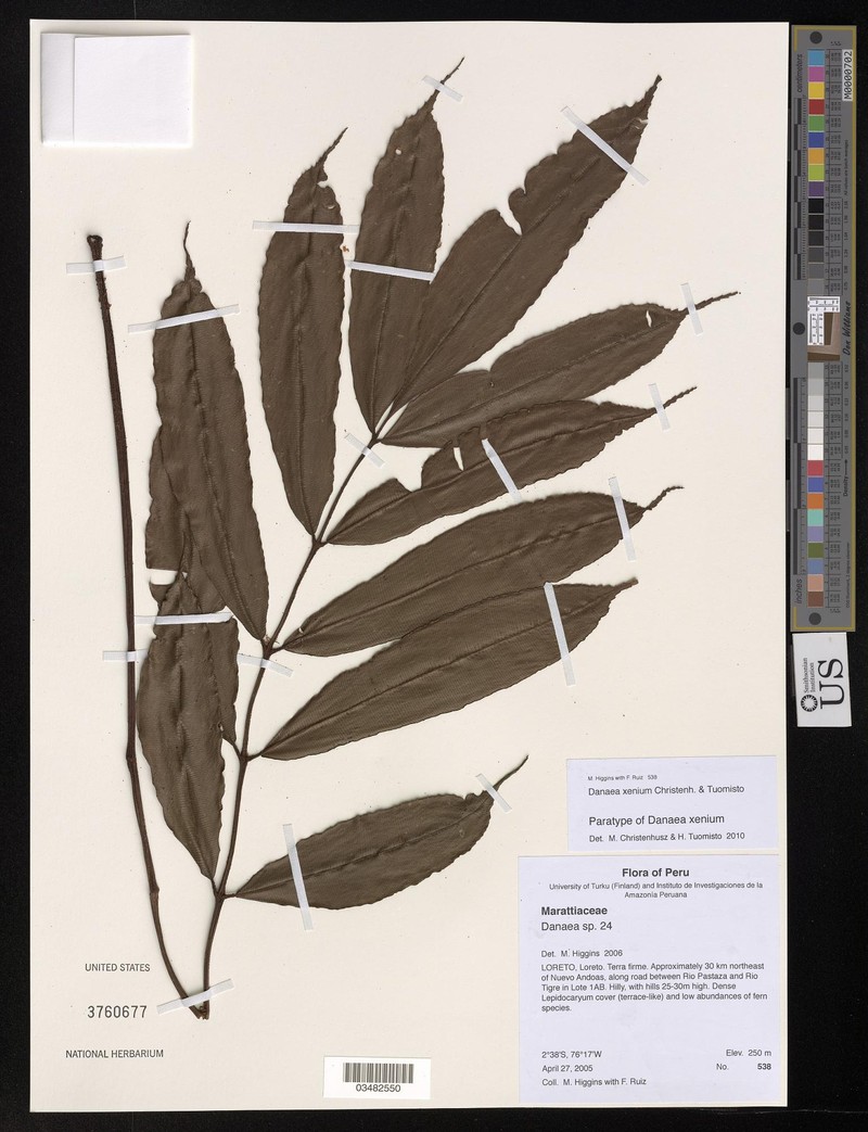 Danaea xenium