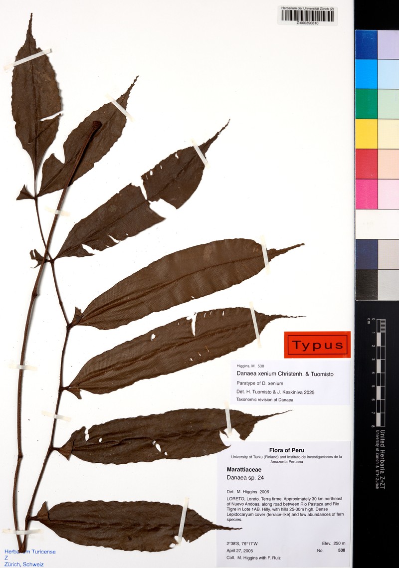Danaea xenium photo 2
