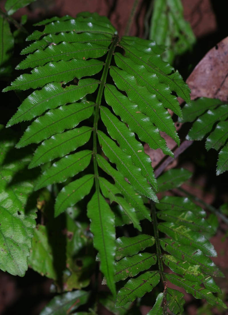 Danaea ypori photo 3