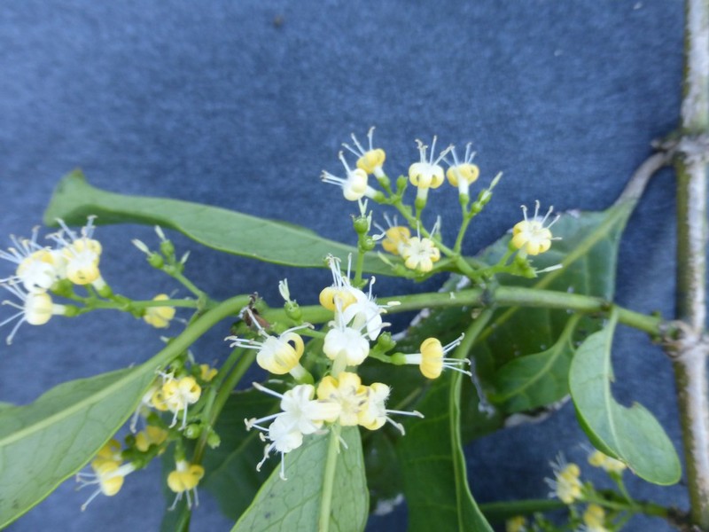 Danais aurantiaca