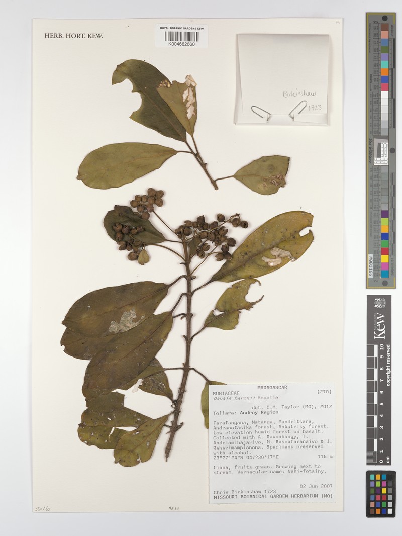 Danais baronii