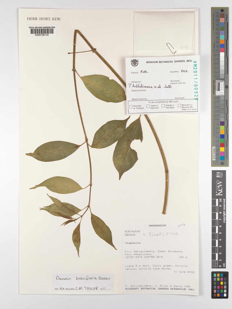 Danais breviflora photo 2