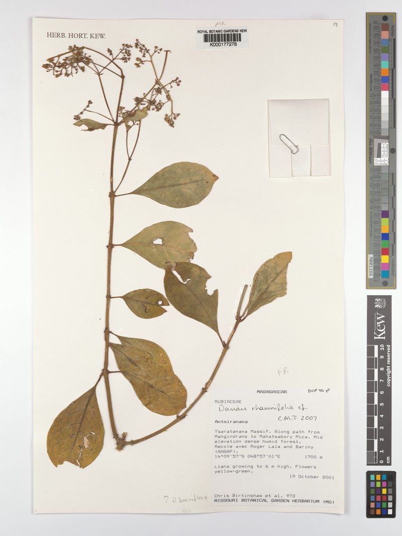 Danais breviflora photo 3