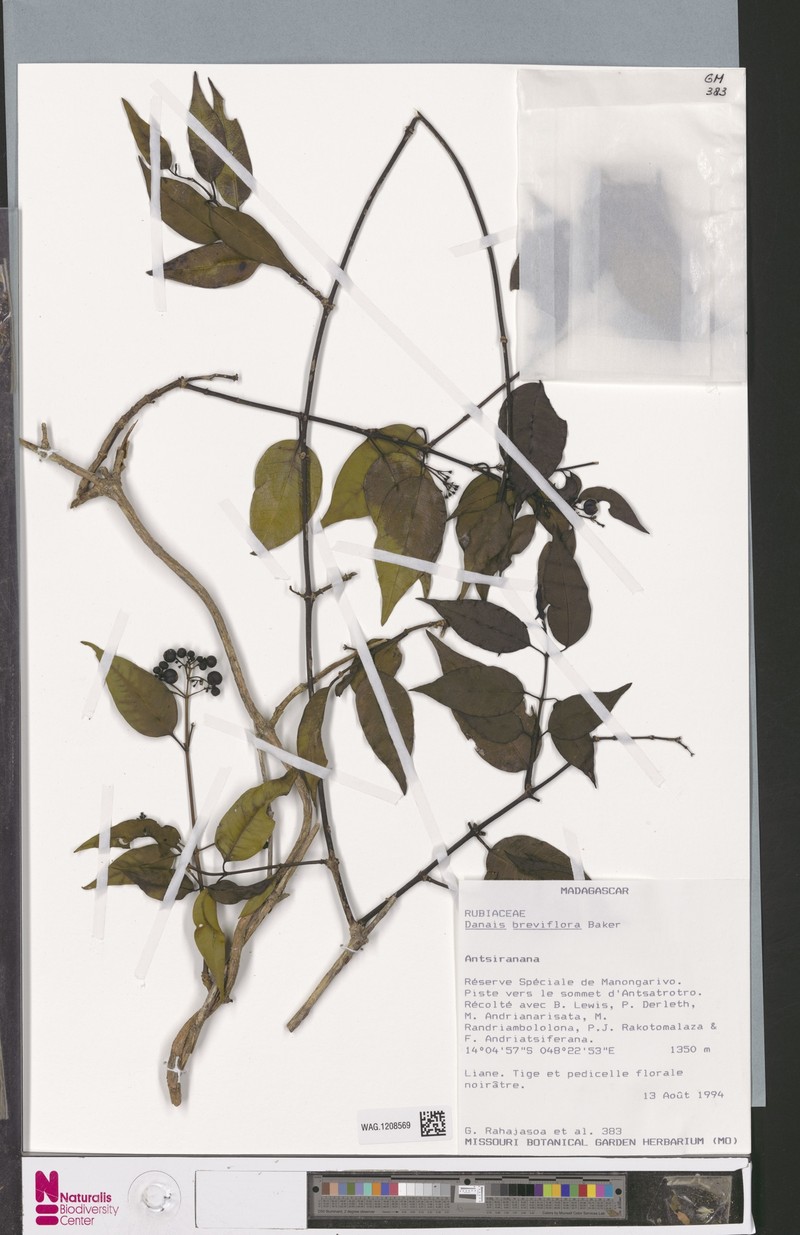 Danais breviflora photo 4