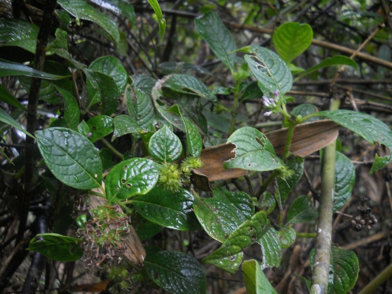 Danais brickavillensis