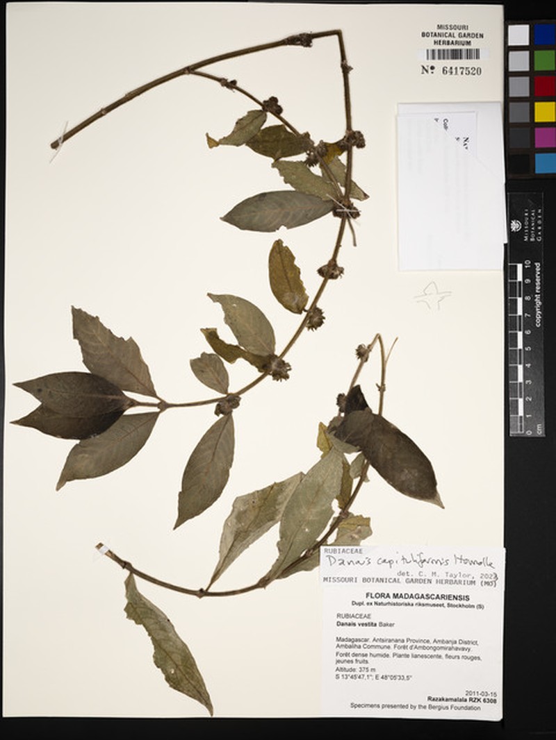 Danais capituliformis