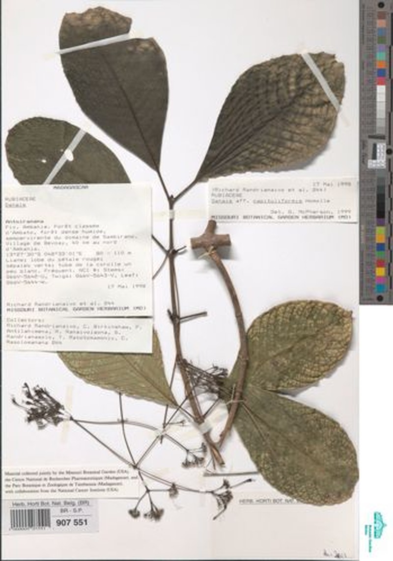 Danais capituliformis photo 2