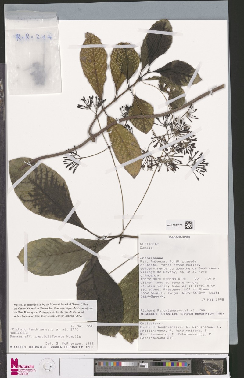 Danais capituliformis photo 3