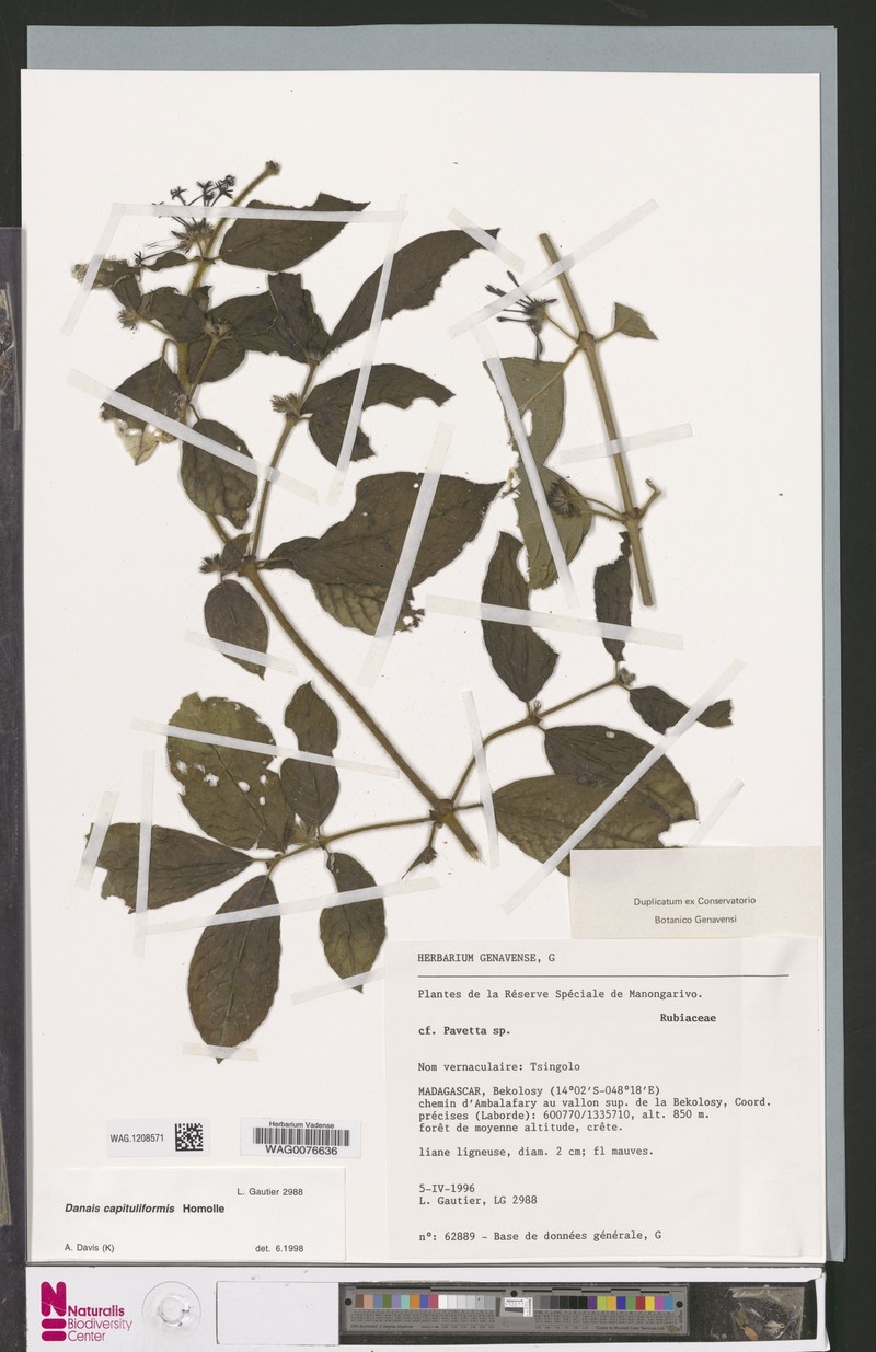 Danais capituliformis photo 4
