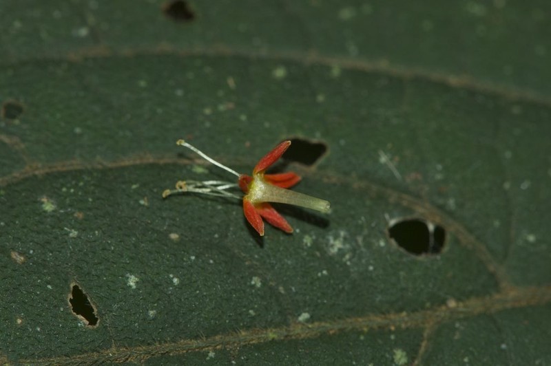 Danais cernua