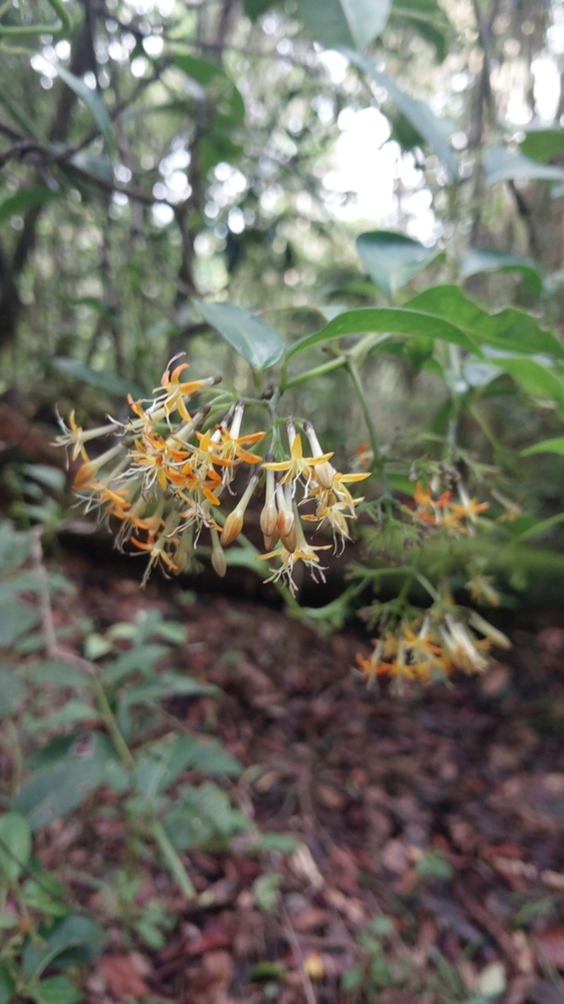 Danais cernua photo 5