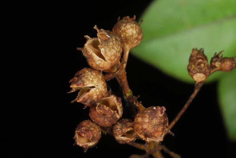 Danais comorensis