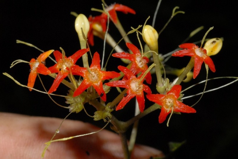 Danais comorensis photo 2