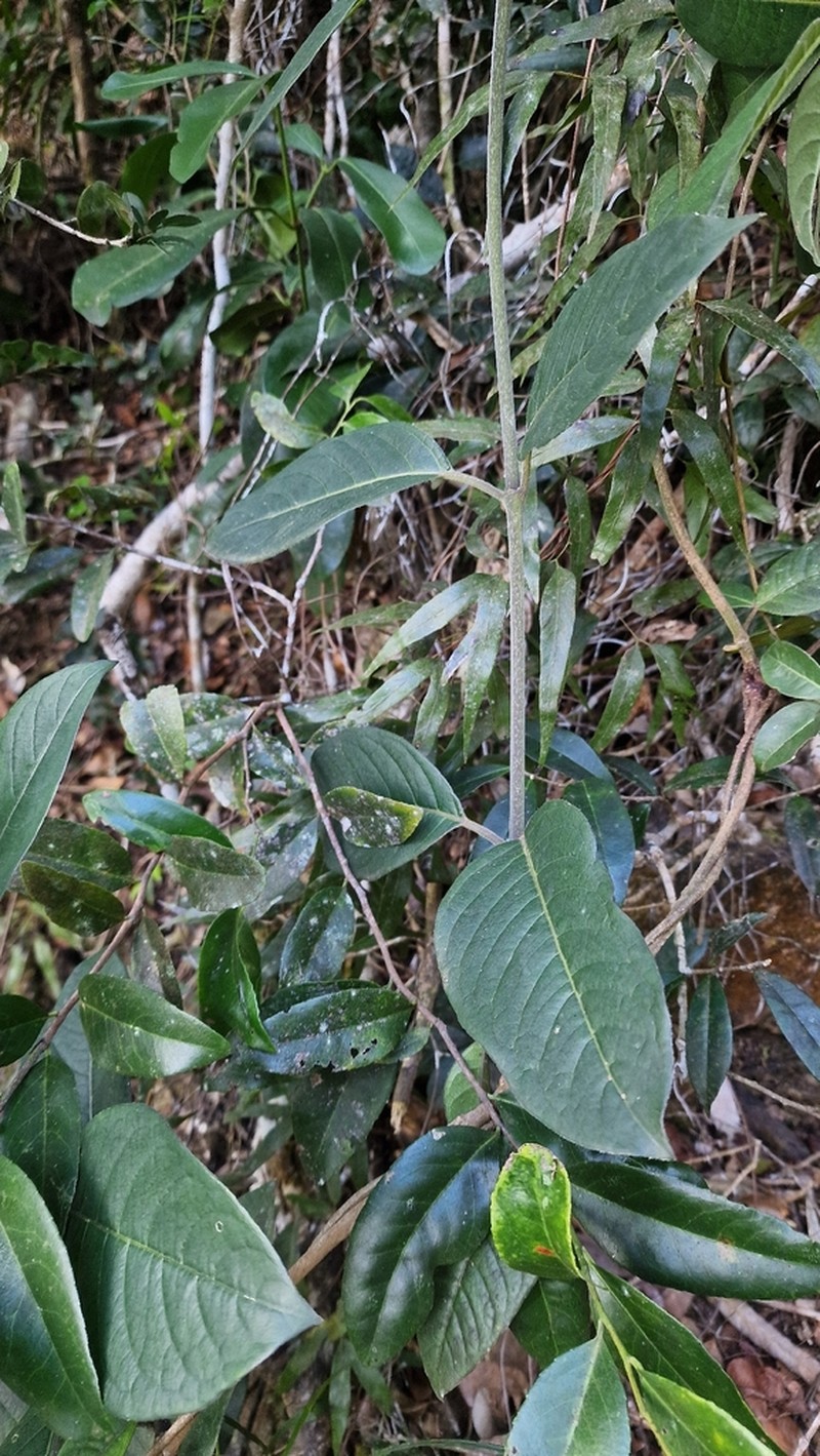 Danais comorensis photo 3