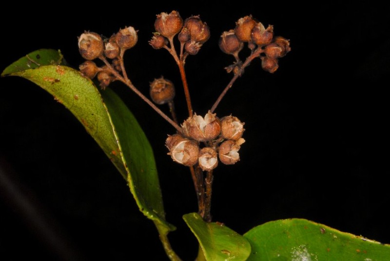 Danais comorensis photo 5