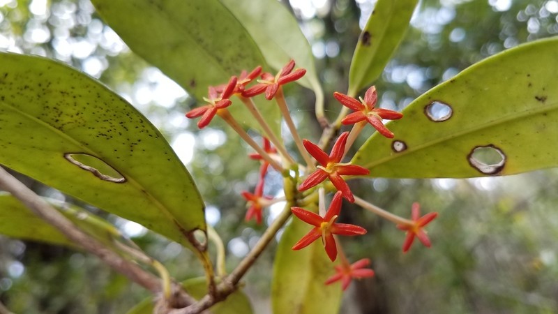 Danais coronata